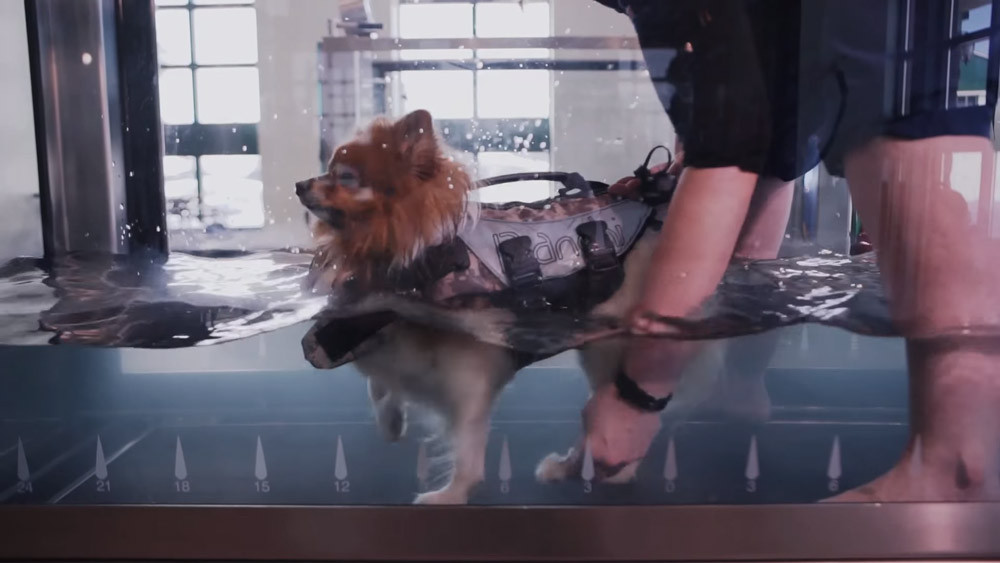 Canine HYDRO PHYSIO Hydrotherapy Treadmill TECHNIK Veterinary