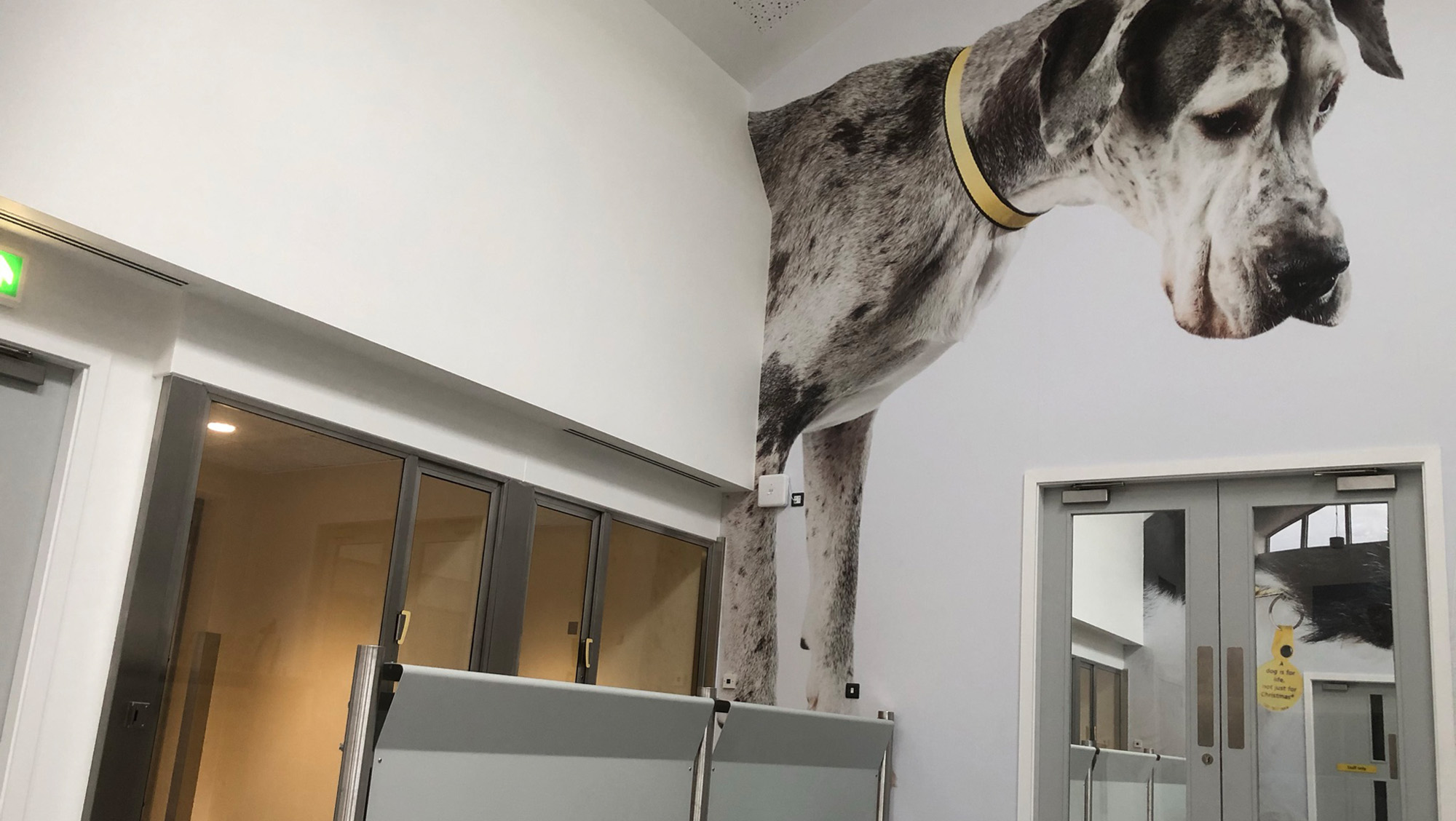 dogs trust project 04